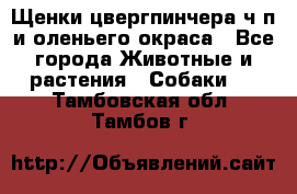 Щенки цвергпинчера ч/п и оленьего окраса - Все города Животные и растения » Собаки   . Тамбовская обл.,Тамбов г.